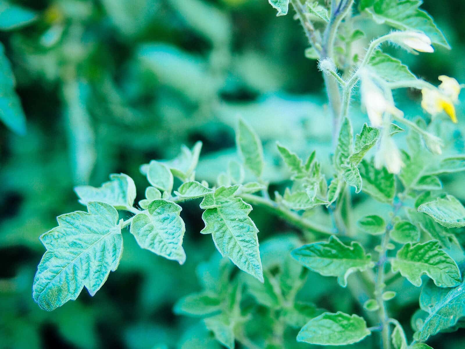 Young tomato leaves on a garden plant