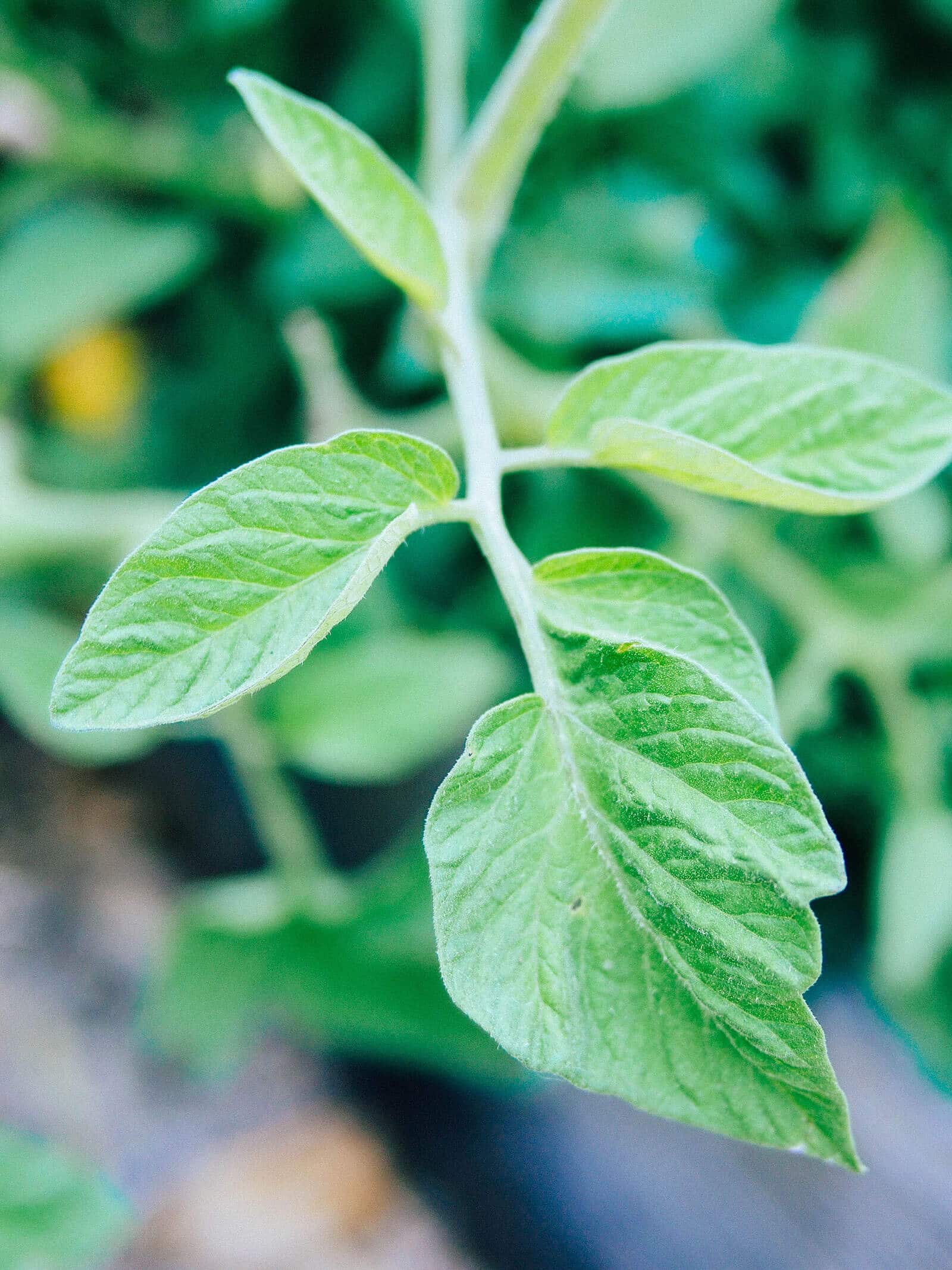 Tomato leaf with "potato leaf" shape