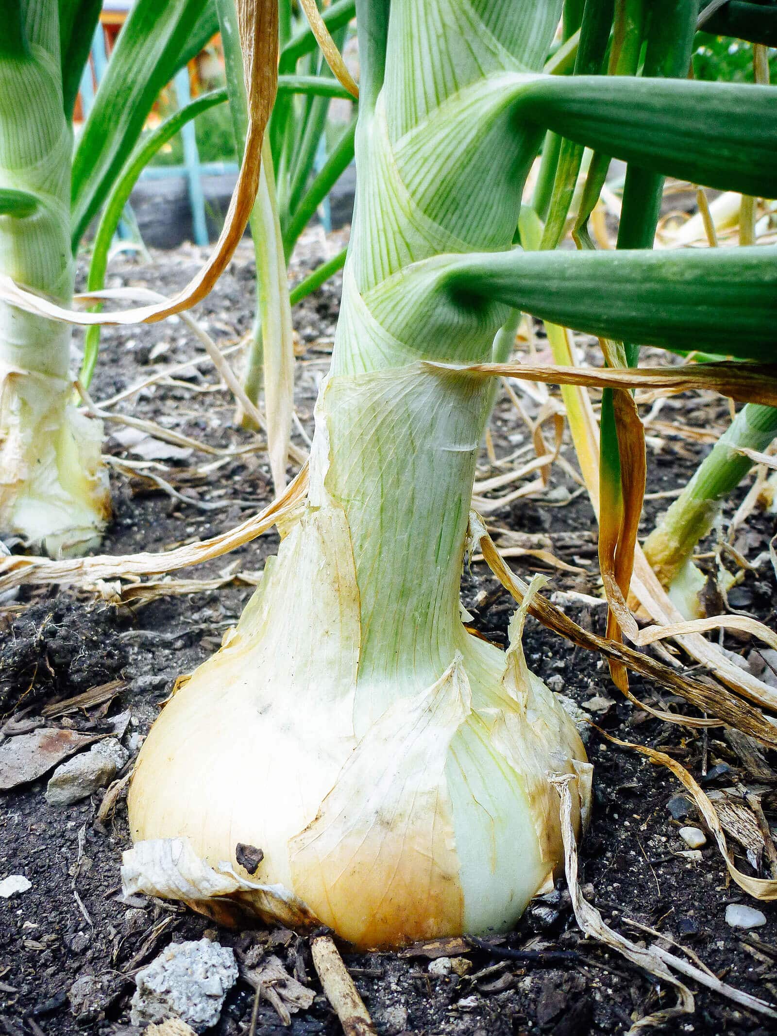 Yellow onion bulb in the soil