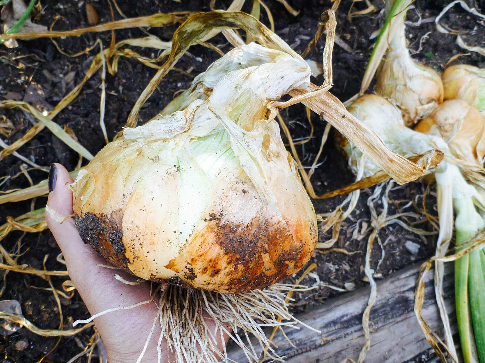Freshly harvested onion bulb