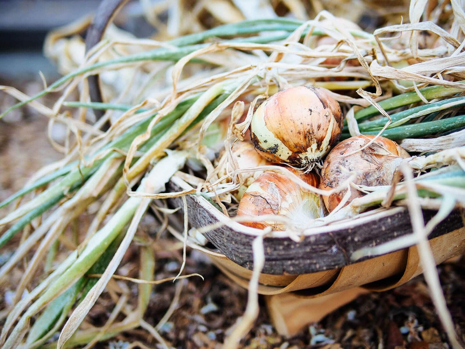 Onion harvest in a garden trug