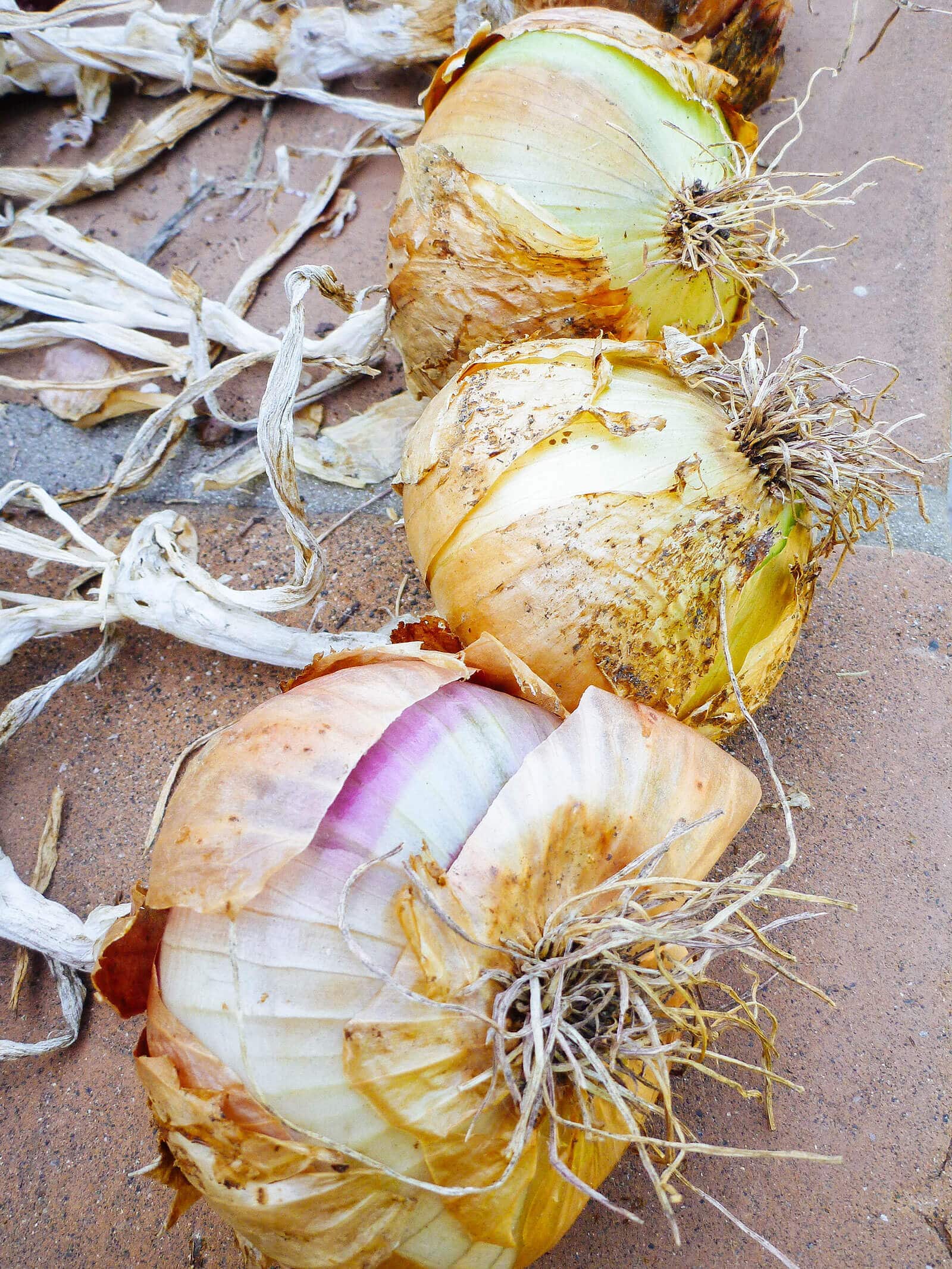 Cured onions with dried, brown leaves and brittle, wiry roots