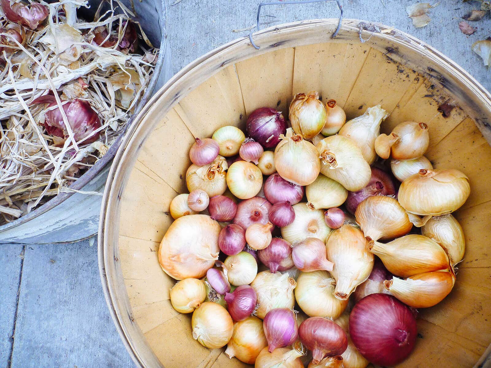 Basket of trimmed and cleaned onions with trimmings in a pail