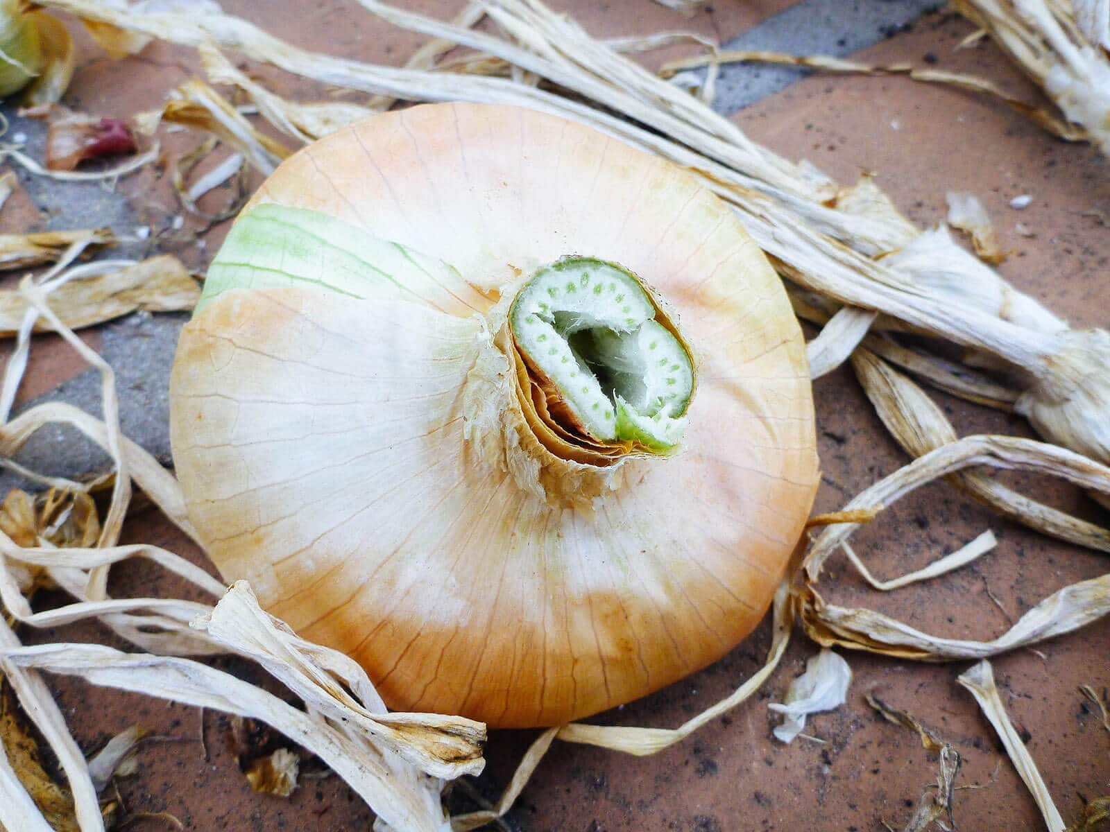 Yellow onion with cut flower stalk in the center