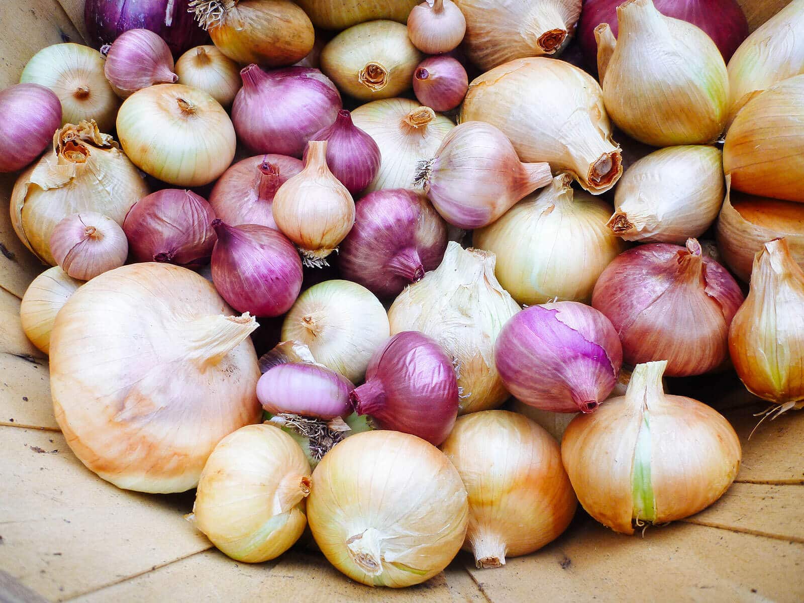 Basket of red and yellow globe onions from new garden harvest
