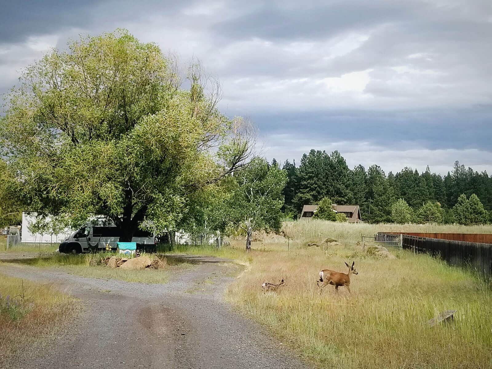 Fawn and deer wandering through the grass on our property