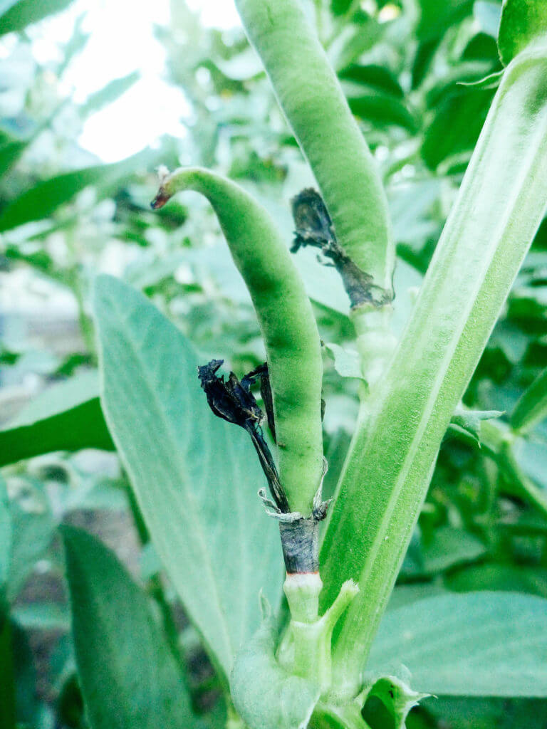 Free fertilizer! How to grow fava beans as a cover crop