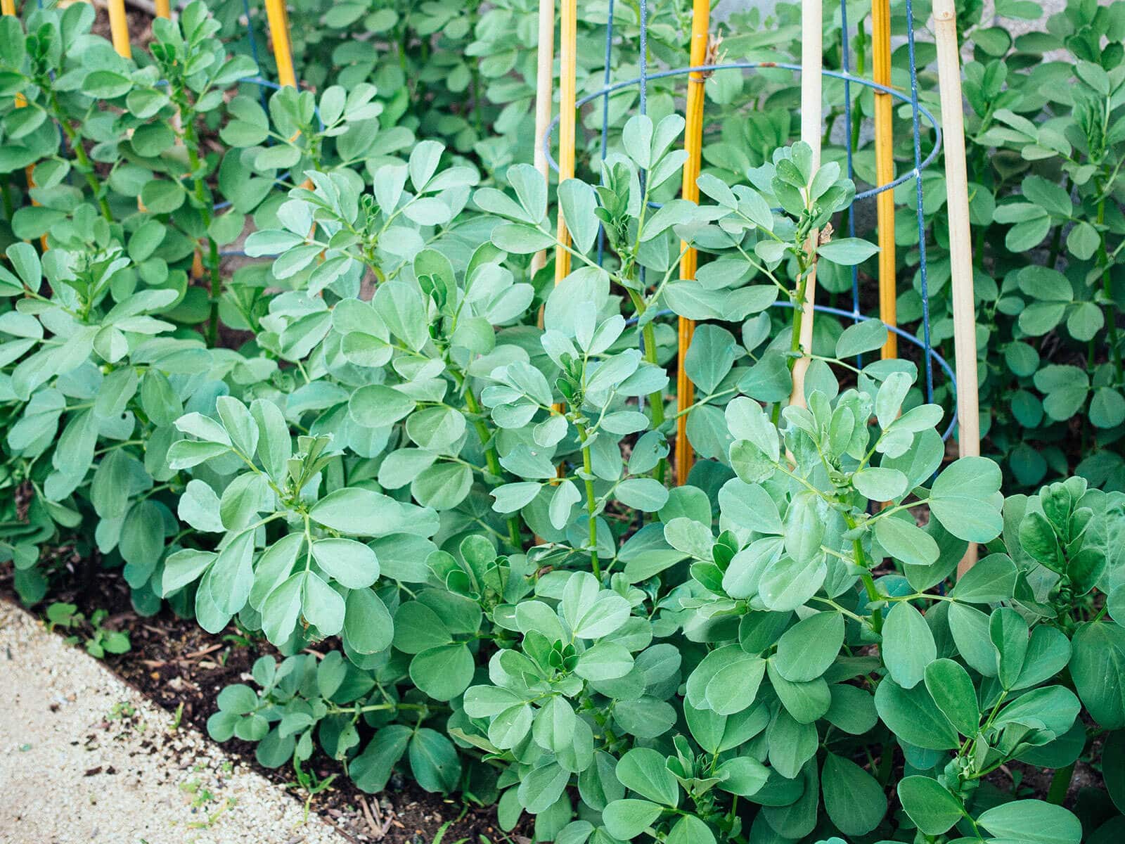Fava bean plants supported with wire tomato cages and bamboo stakes
