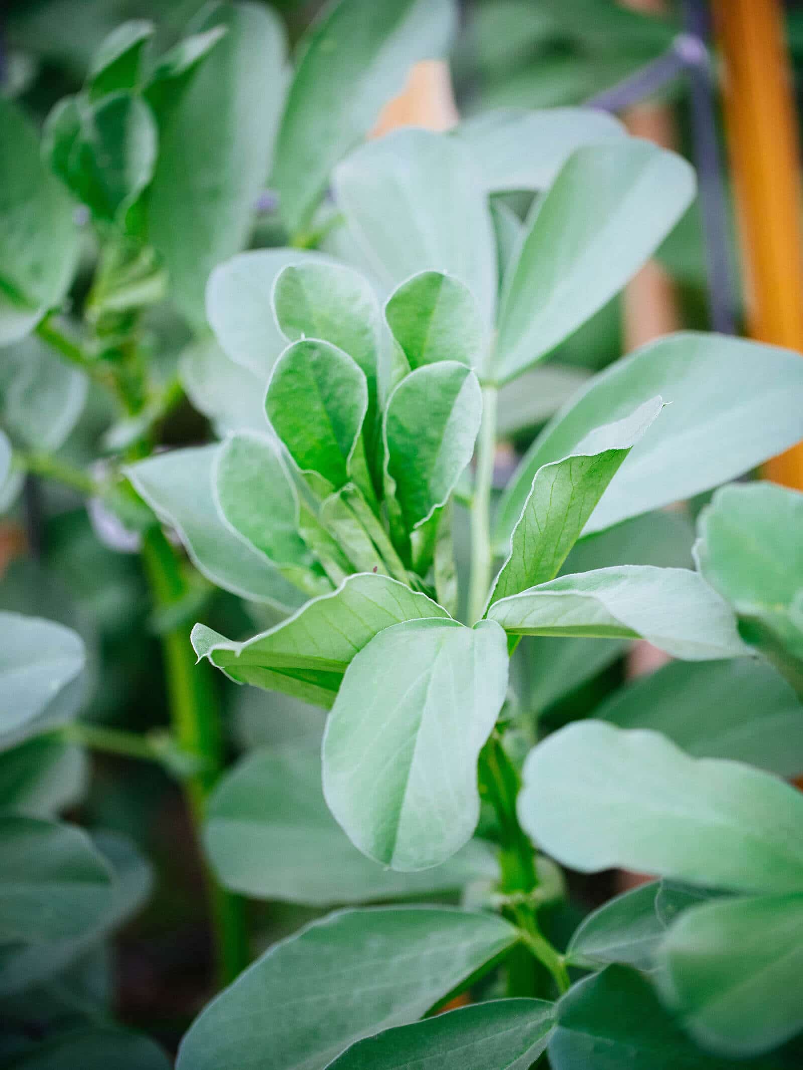 Broad bean leaves