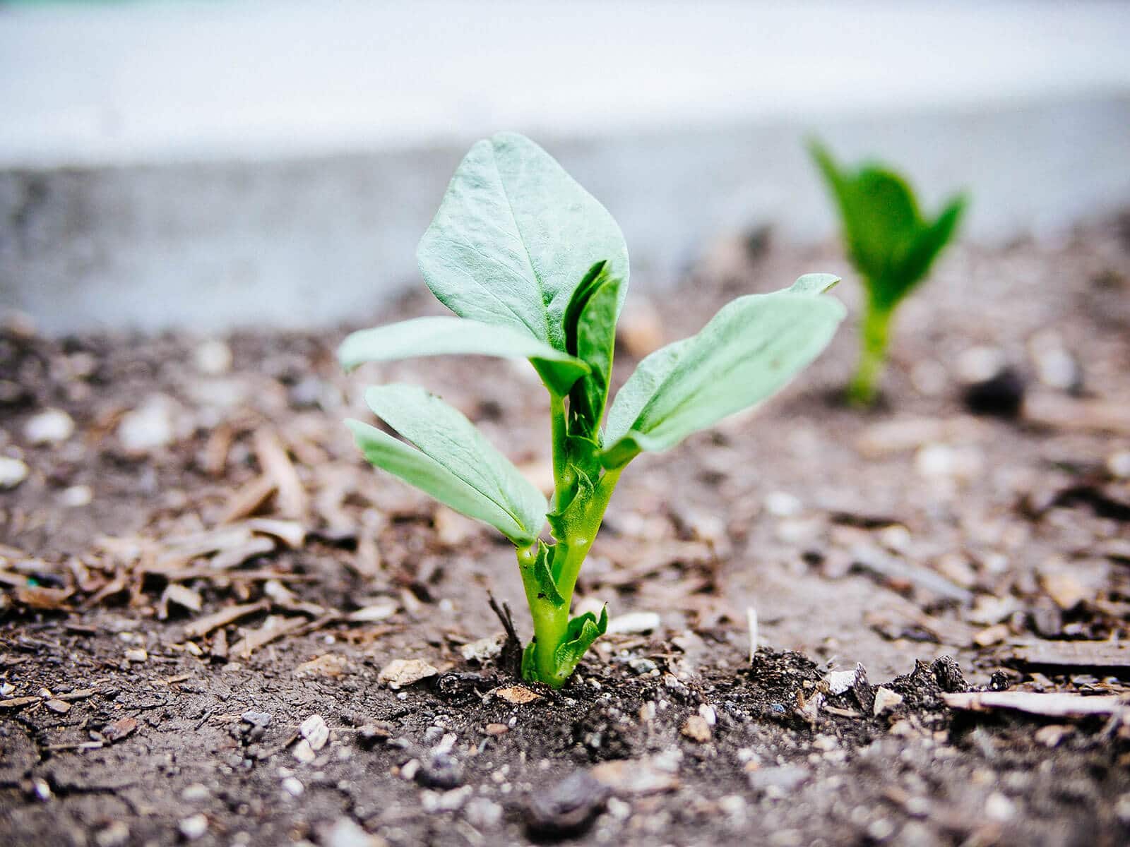 Broad bean seedling in the soil