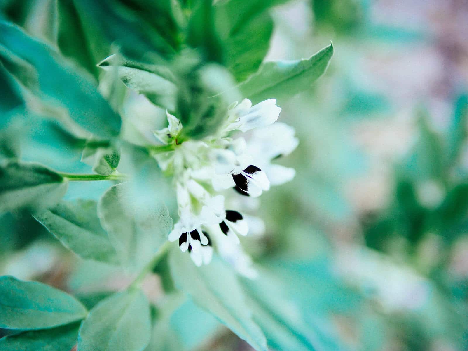 Artistic shot of fava bean flowers in the garden
