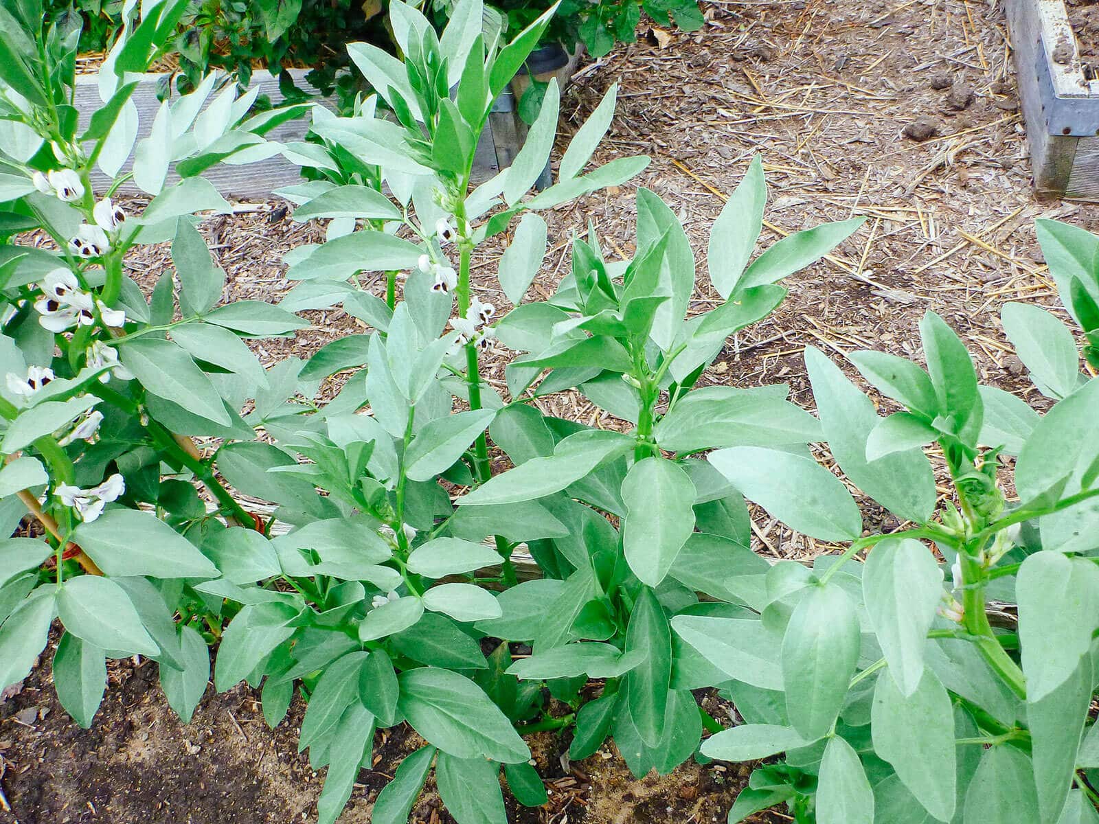Fava beans planted as a cover crop in the garden