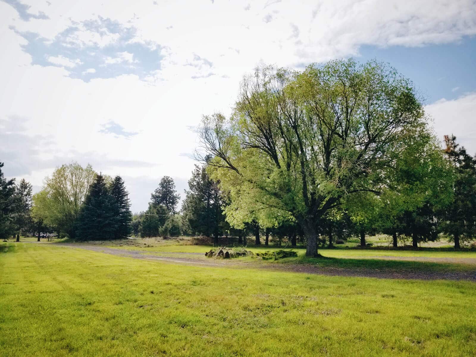 Wide view of the front yard and driveway with a mature willow tree