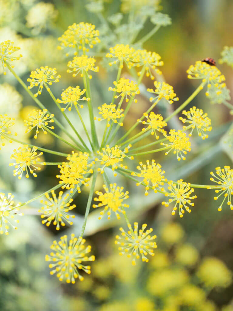 How to harvest wild fennel pollen