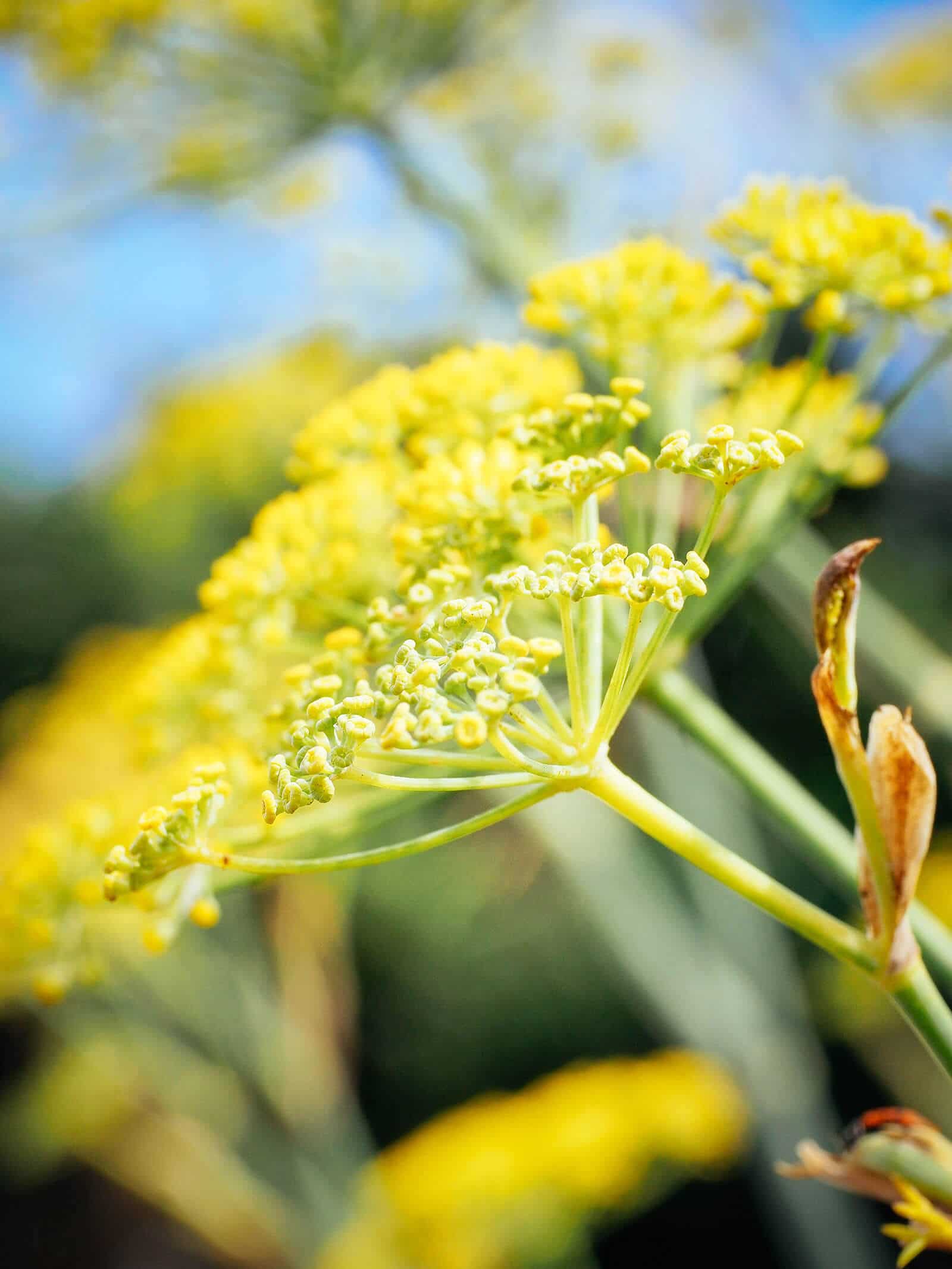Close-up of wild fennel flower head