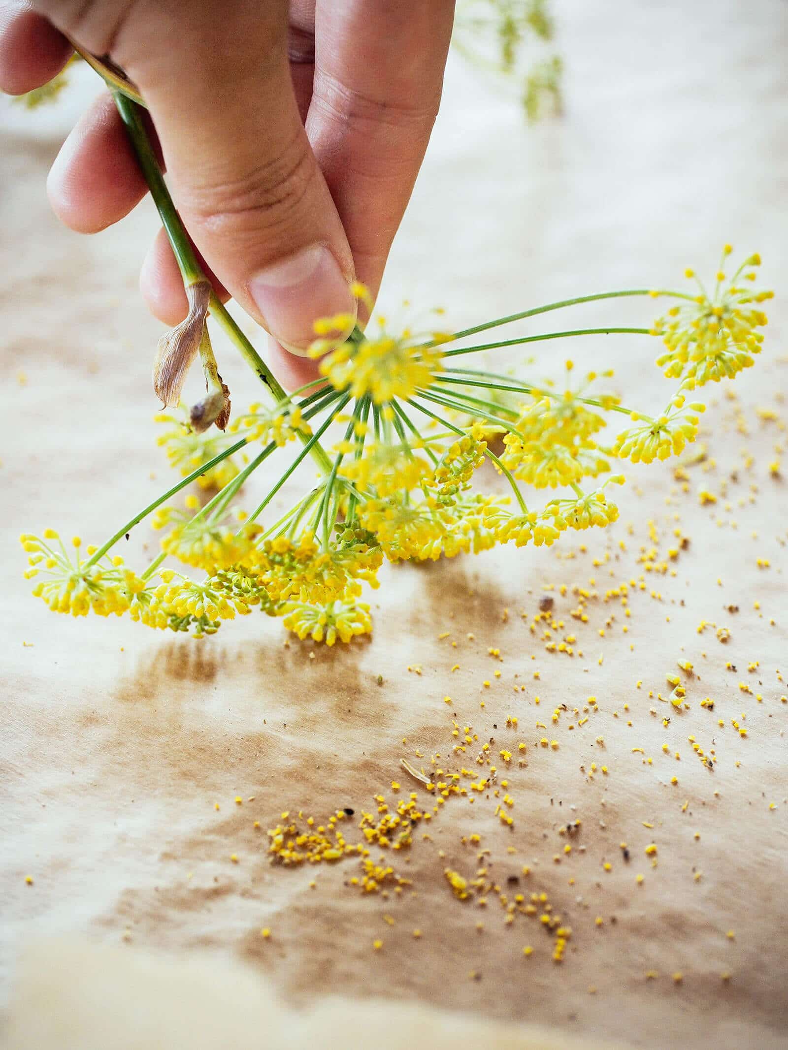 Hand holding a fennel flower, shaking pollen grains onto parchment paper
