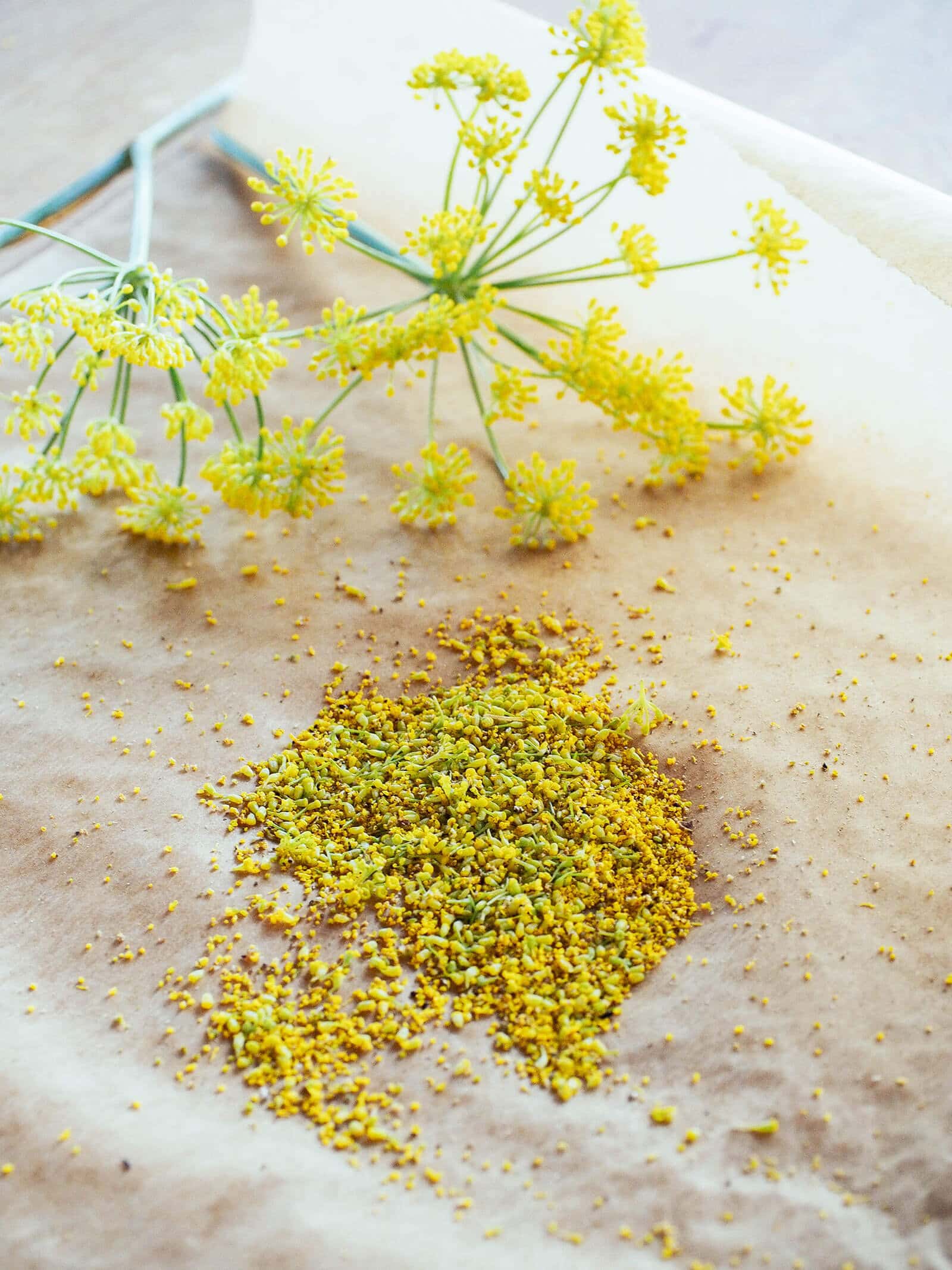 Wild fennel pollen grains on a sheet of parchment paper