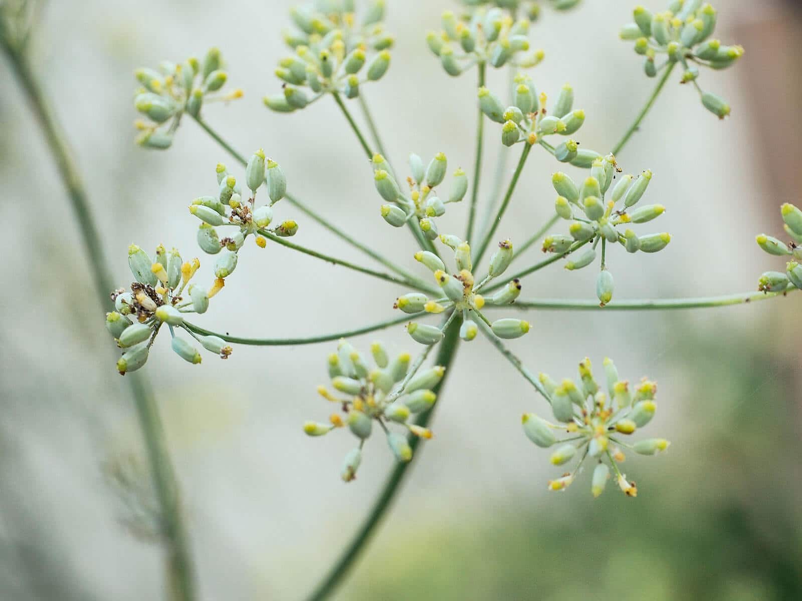 Green fennel seeds on flower head