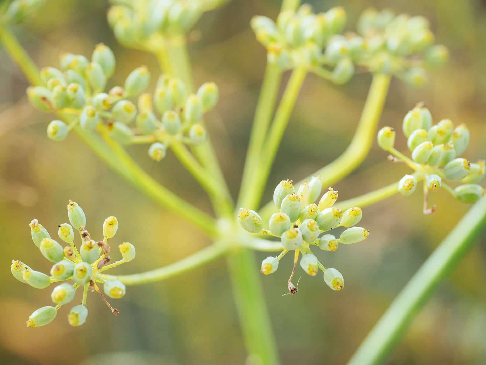 Green seeds on a fennel flower