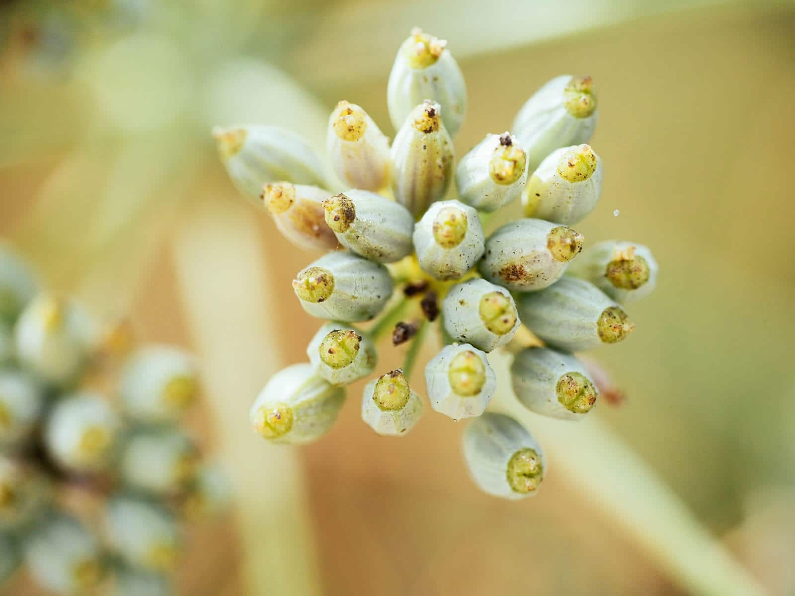 Close-up of green fennel seeds on flower head