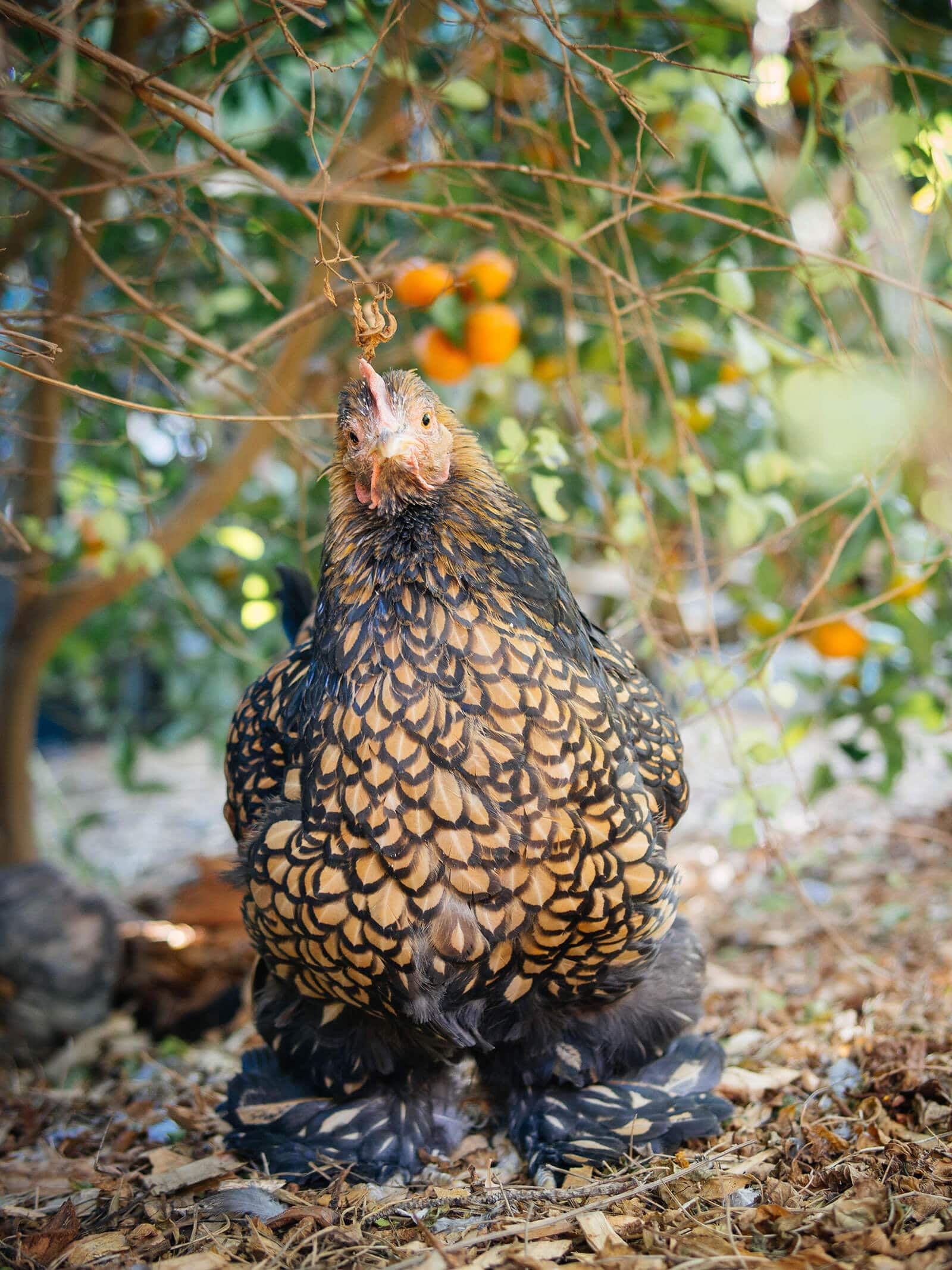 Farewell, Iman — an extraordinary chicken