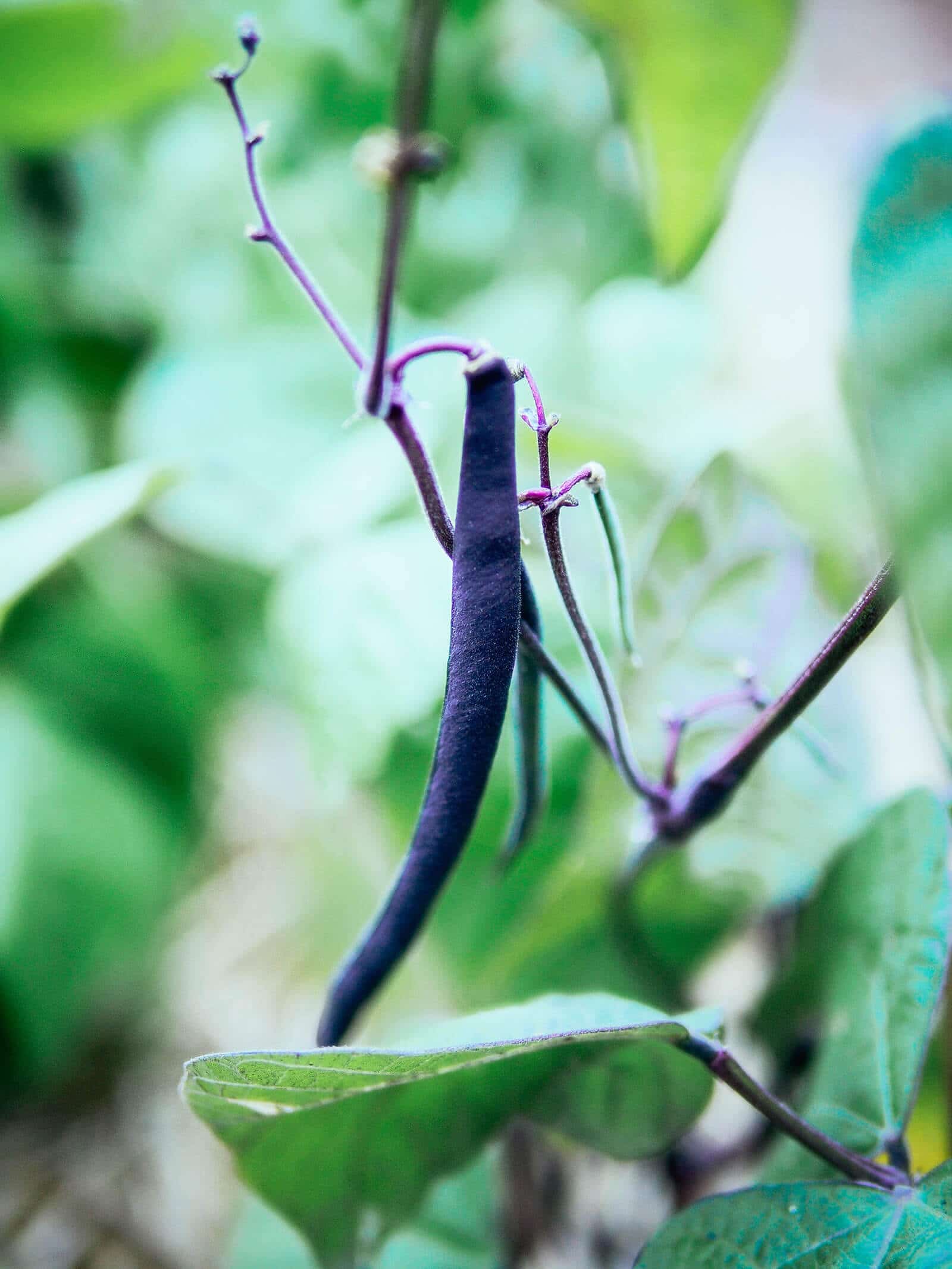 Why purple beans turn green after cooking (a kitchen magic trick!)