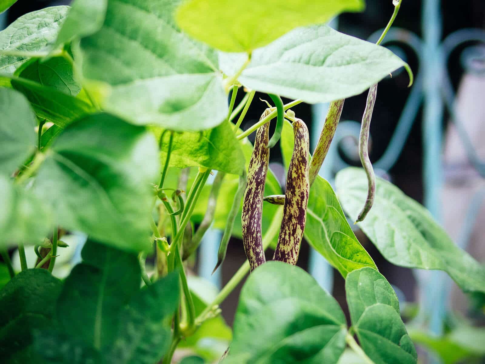 Close-up of Dragon Tongue bush beans on a lush green plant in the garden