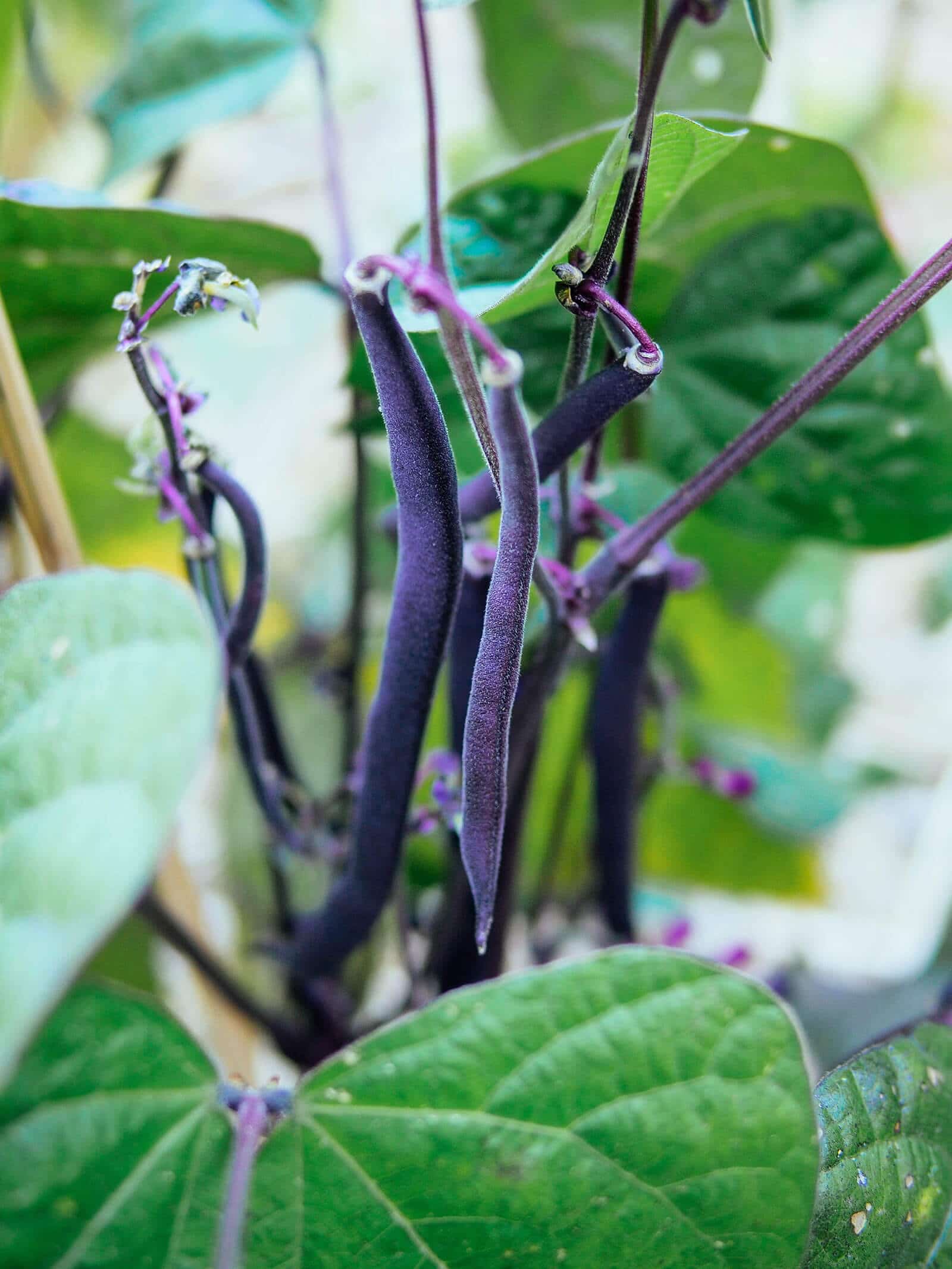 Cluster of Royal Burgundy bush beans surrounded by green leaves