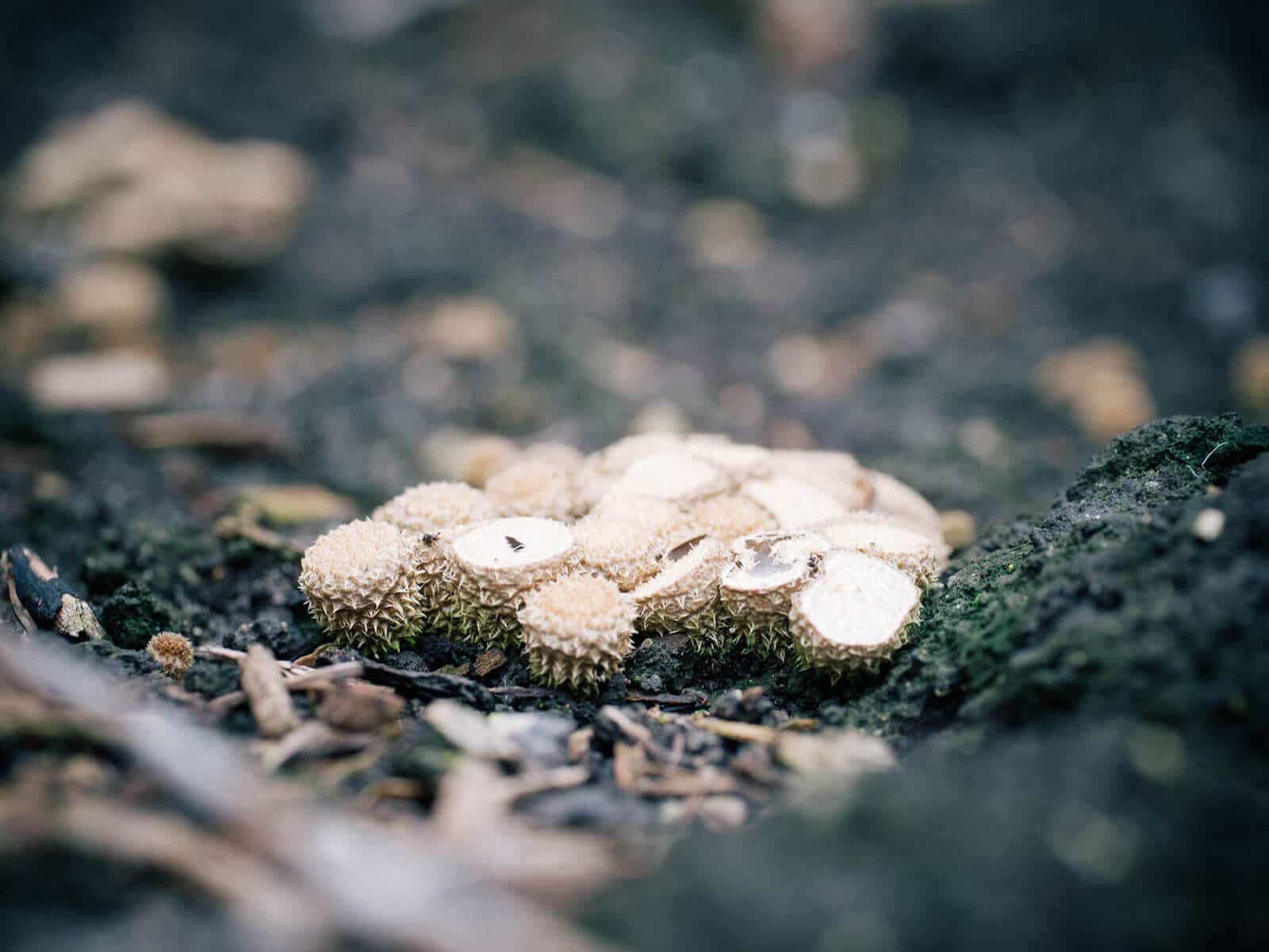 A group of intact bird's nest fungi cups (sporocarp)