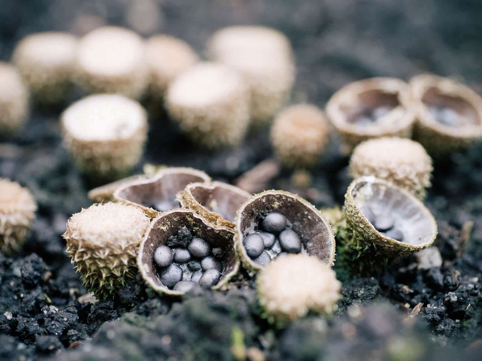 Bird's nest fungi cups holding "eggs"
