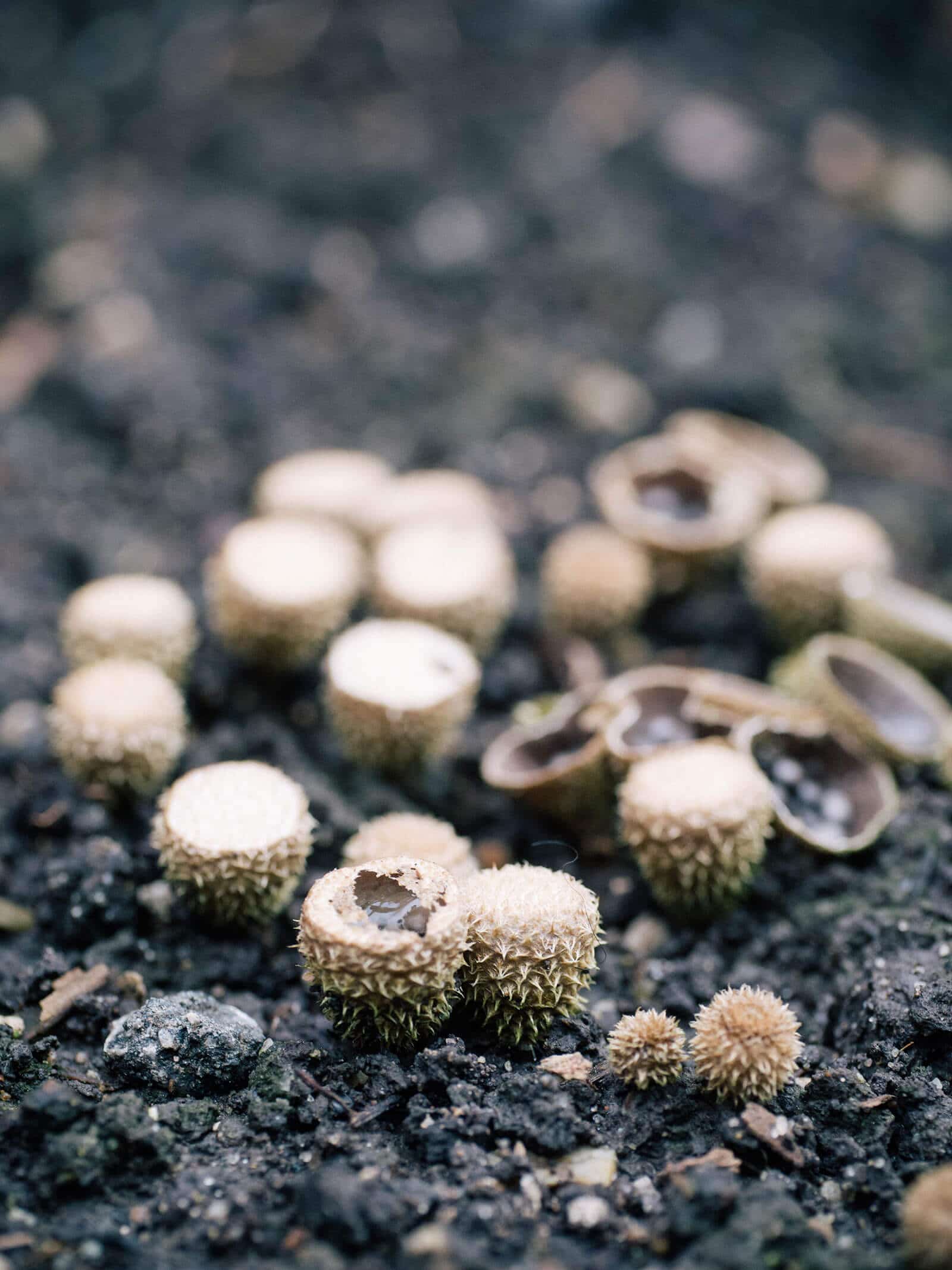 Bird's nest fungi with ruptured cups