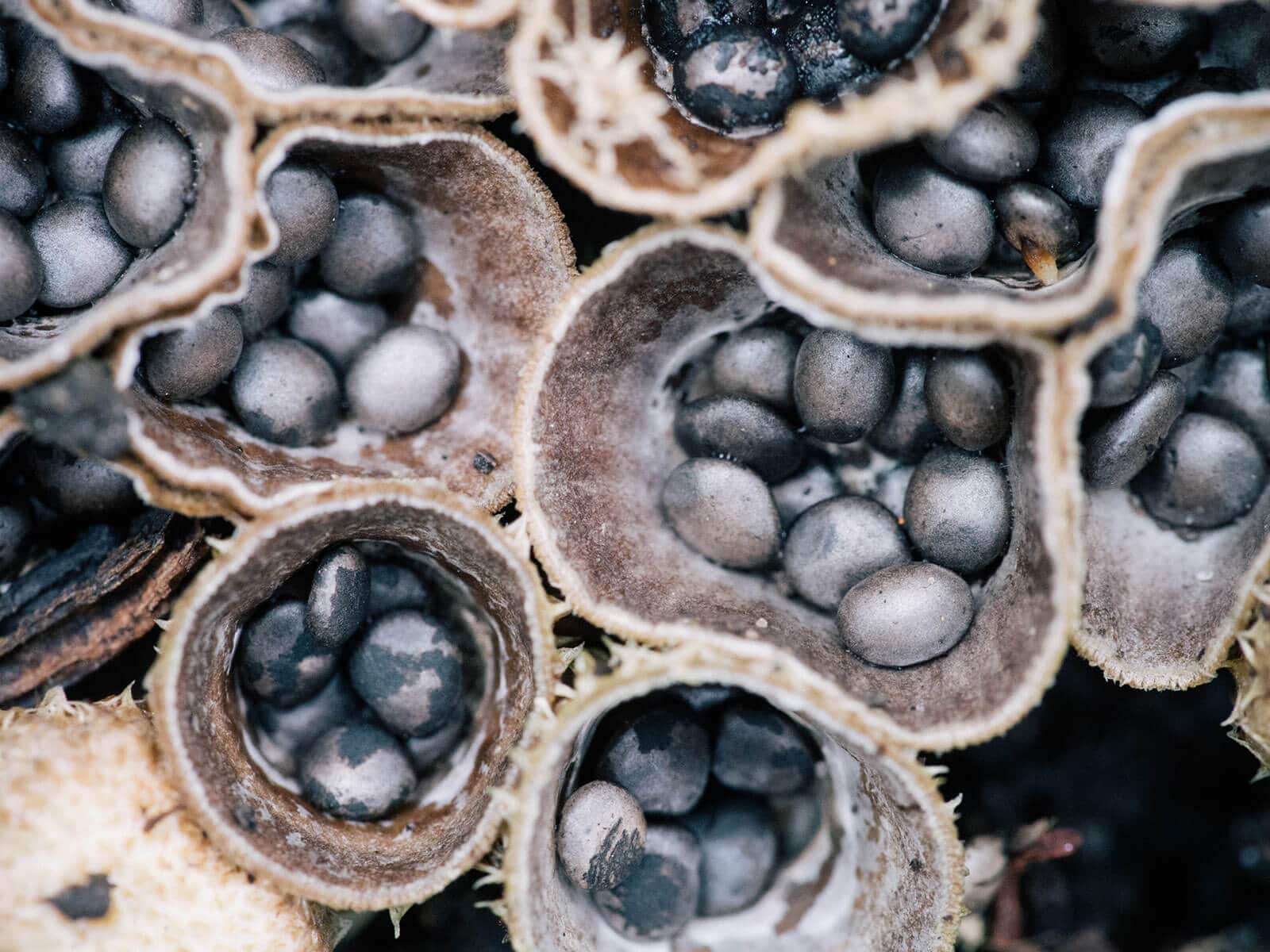 Close-up of periodoles in bird's nest fungi