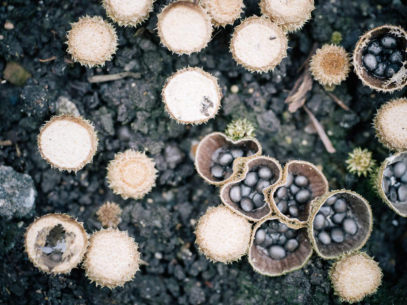 Top view of bird's nest fungi, some with open cups and some with closed cups