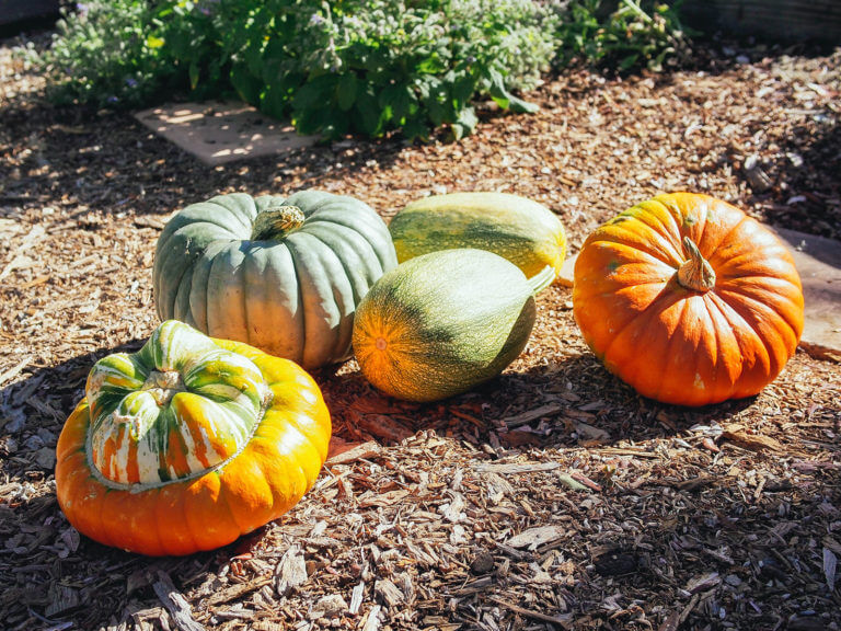 An assortment of winter squash curing in the sun