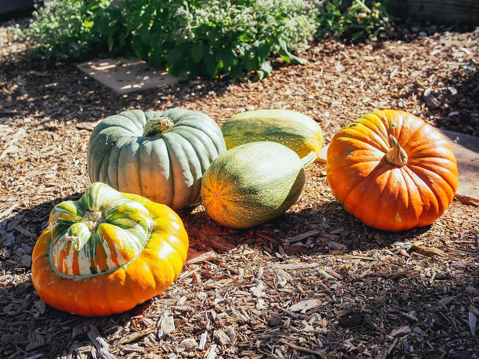 An assortment of winter squash curing in the sun
