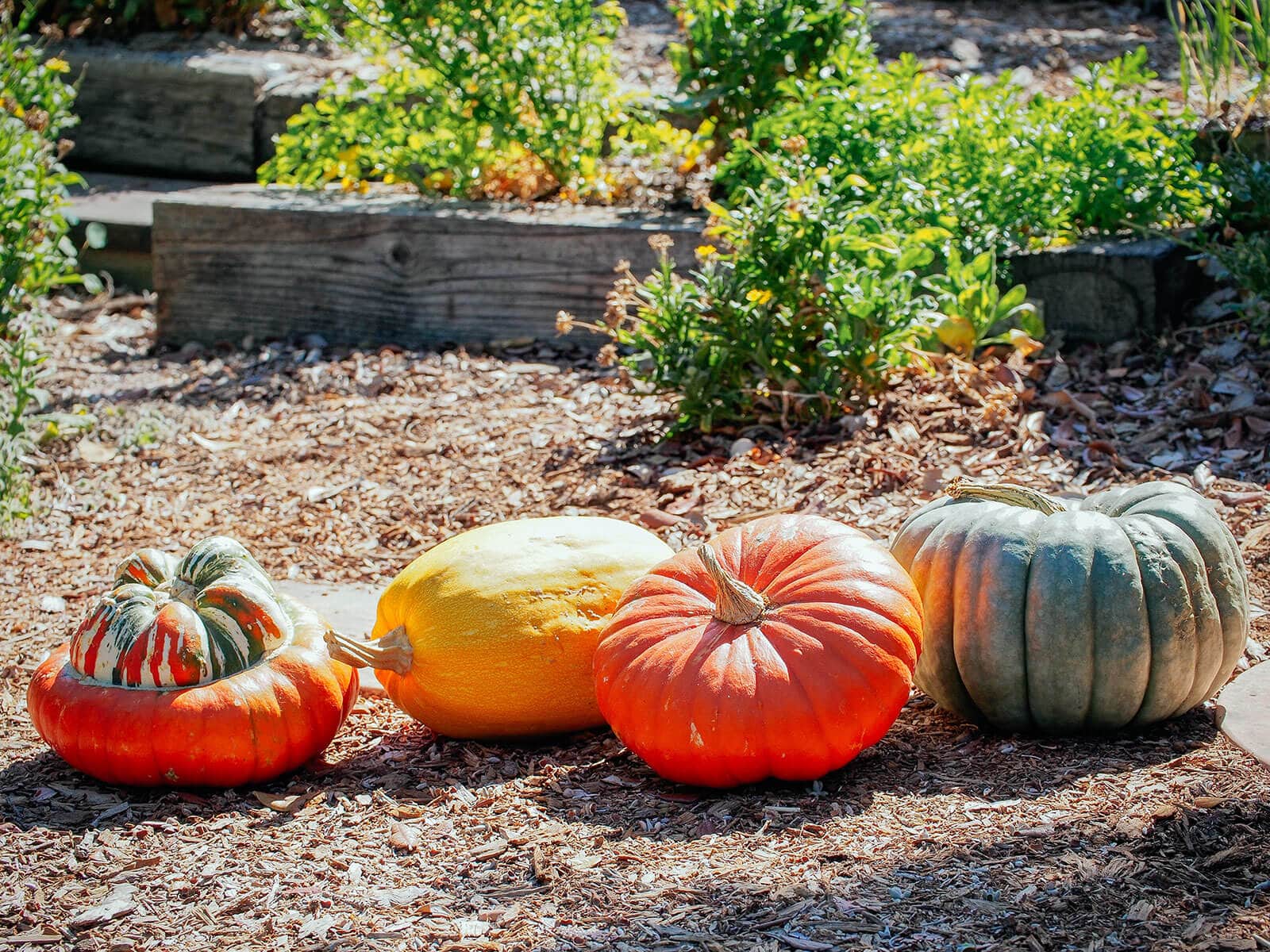 Four winter squash varieties being cured outside in the sun