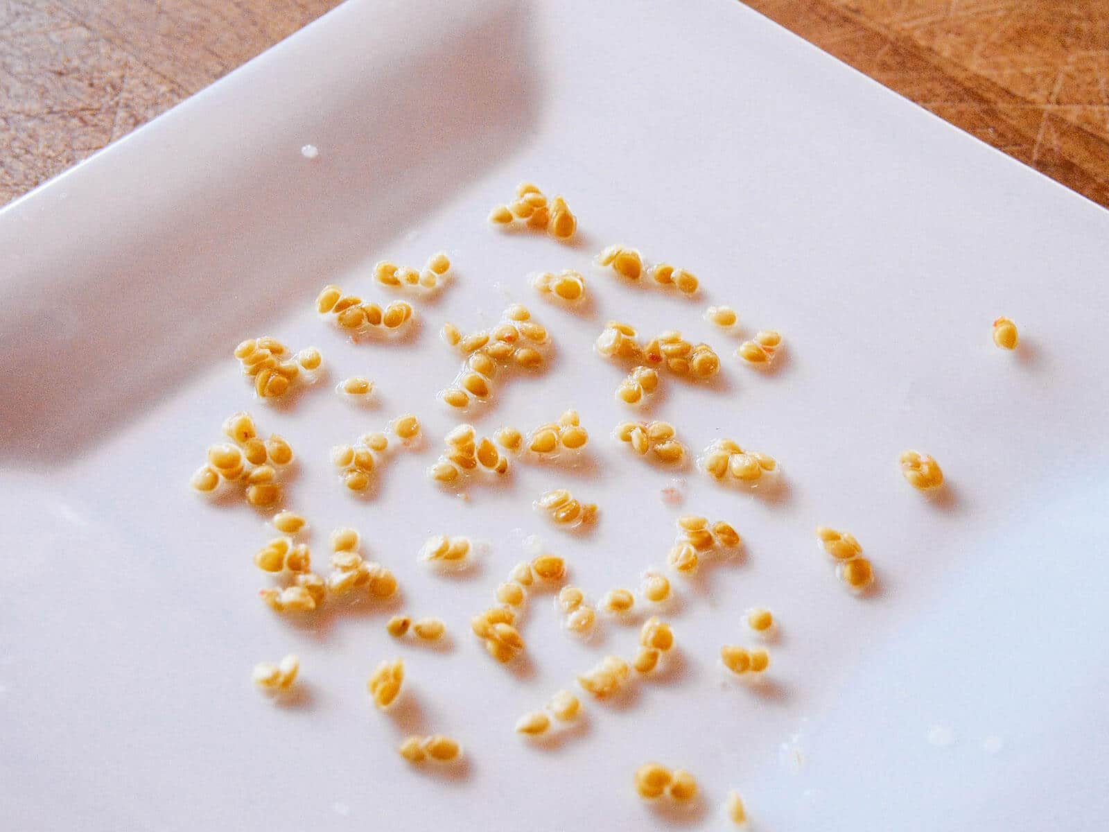 Tomato seeds drying on a white plate