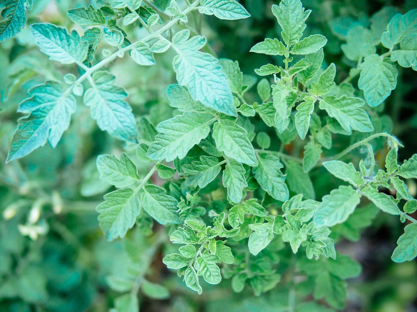 Close-up of tomato leaves in the garden