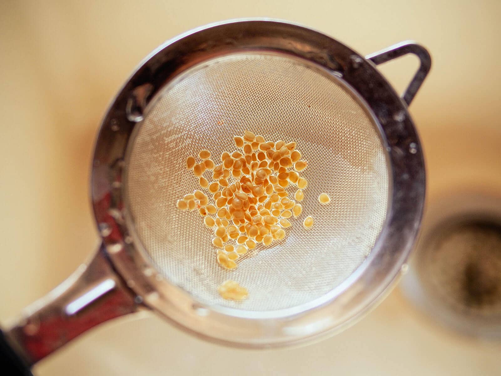 Tomato seeds being washed in a fine mesh sieve