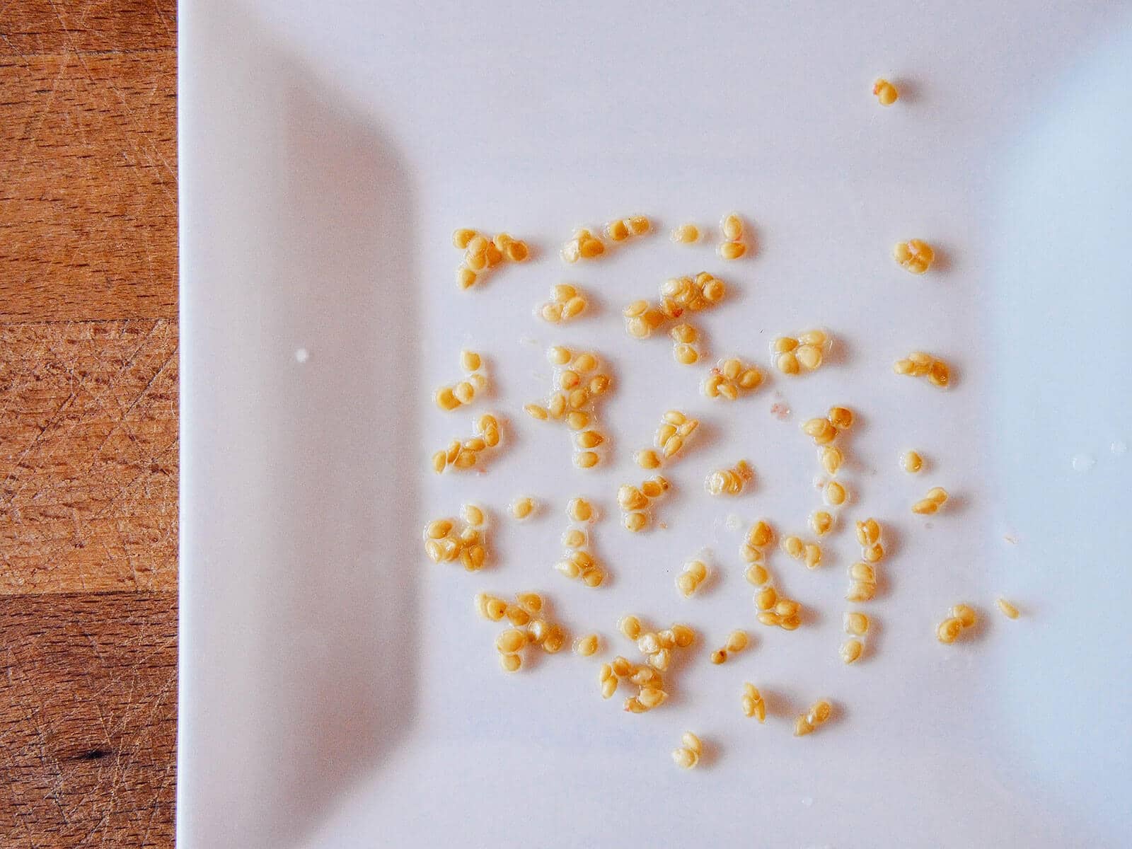 Tomato seeds spread out on a white dish to dry