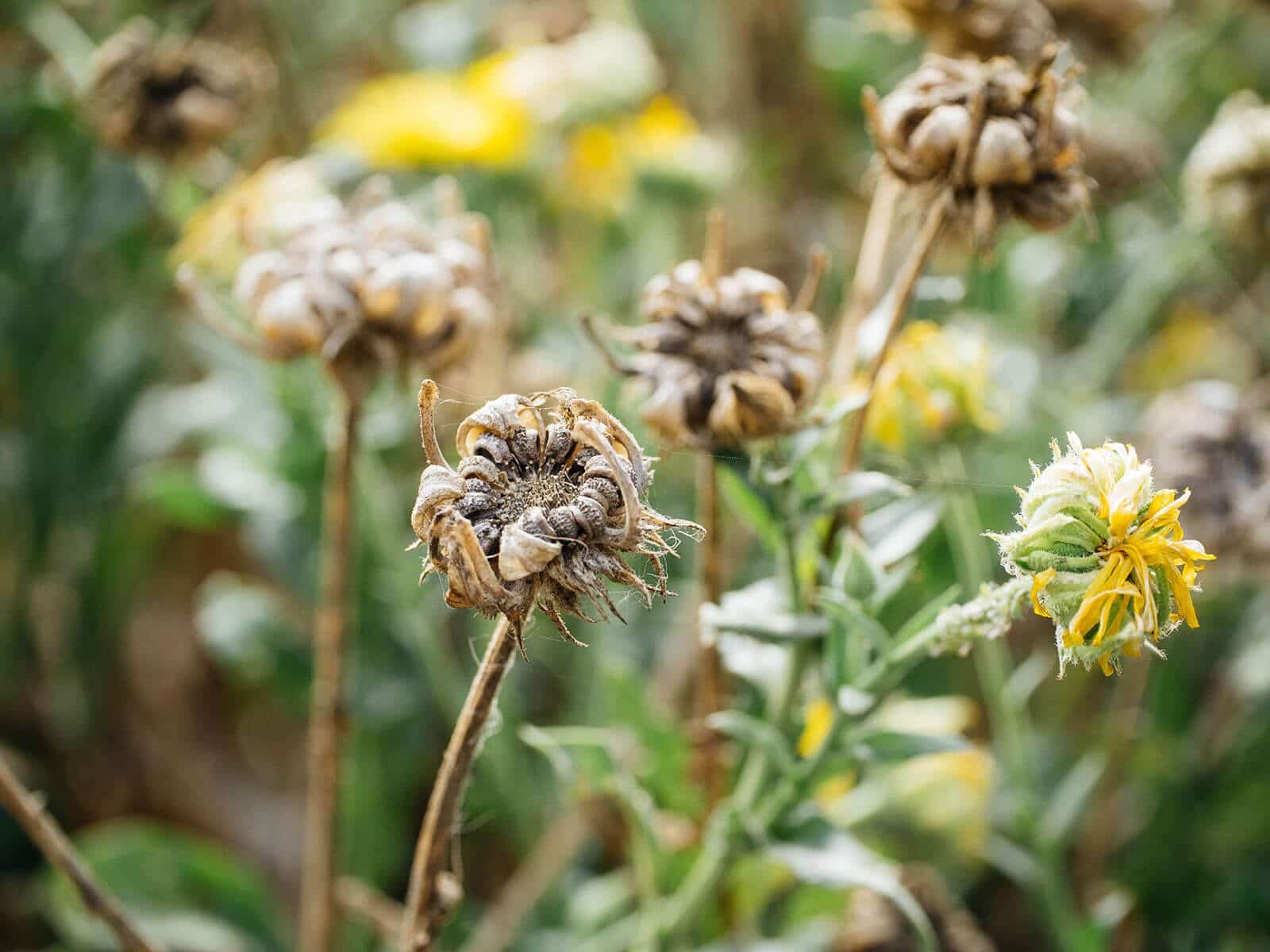 Close up of seedhead on dried calendula flower