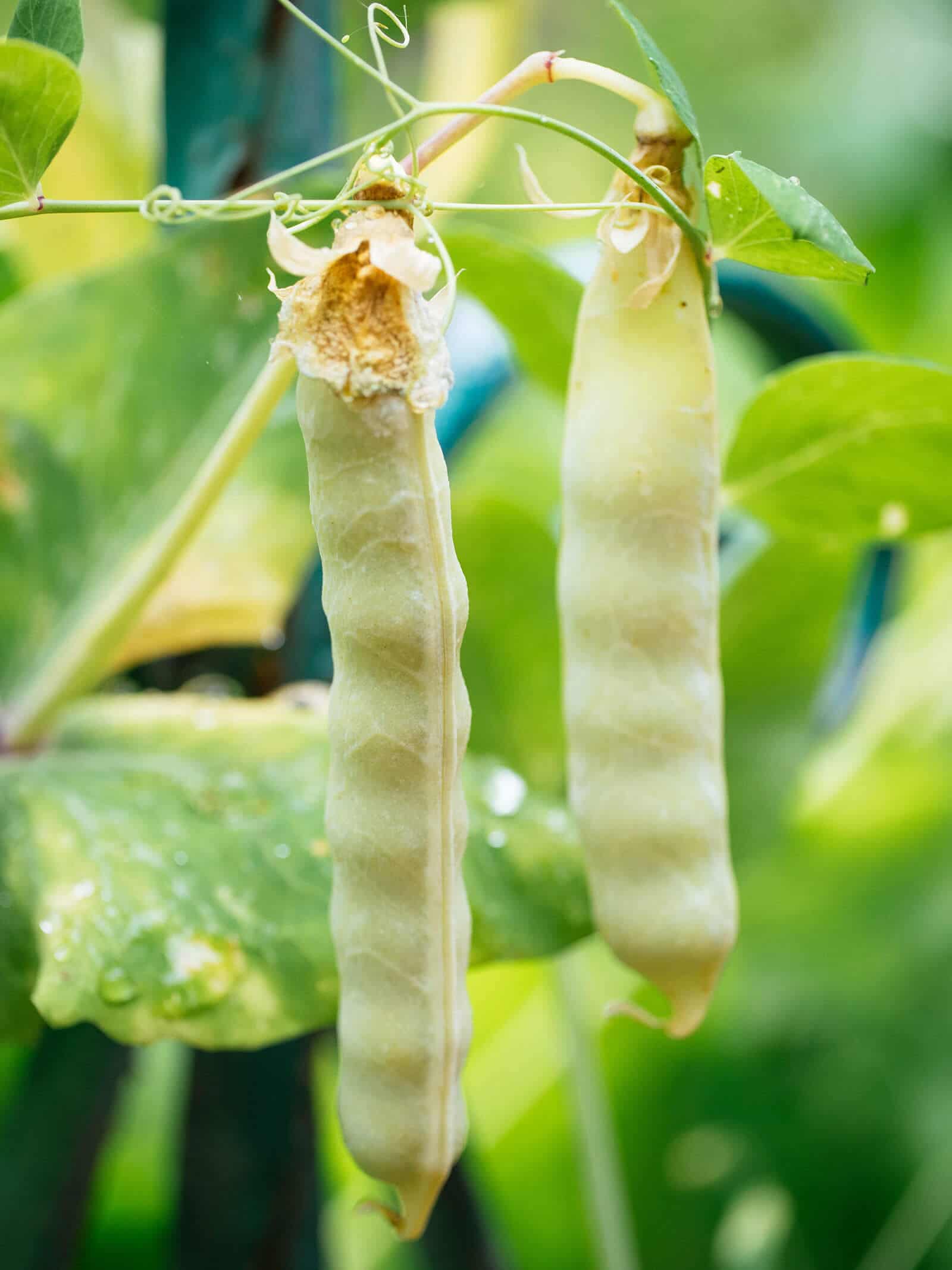 Mature golden snow pea pods bulging with seeds