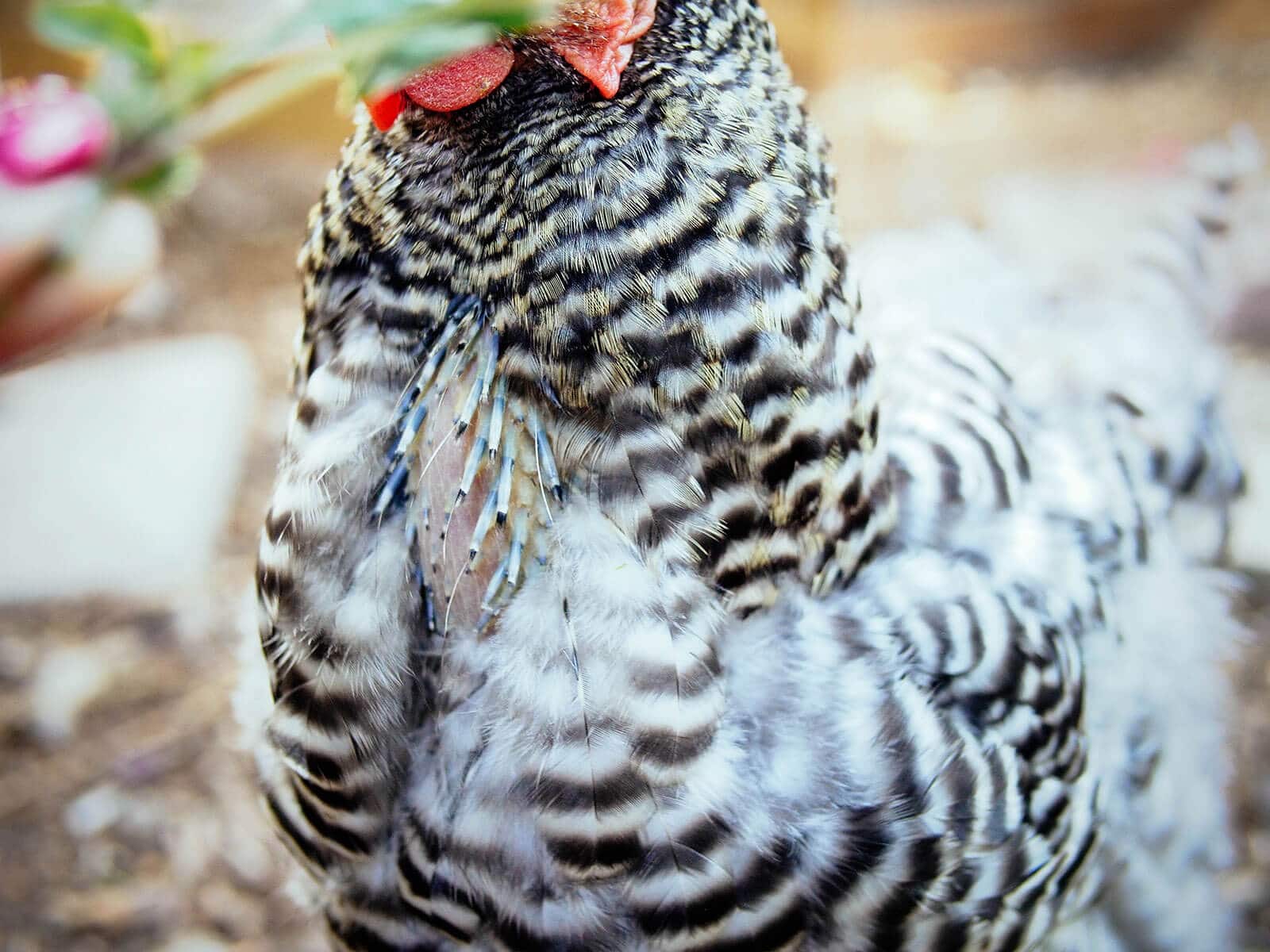Close-up of newly emerging feathers on a chest