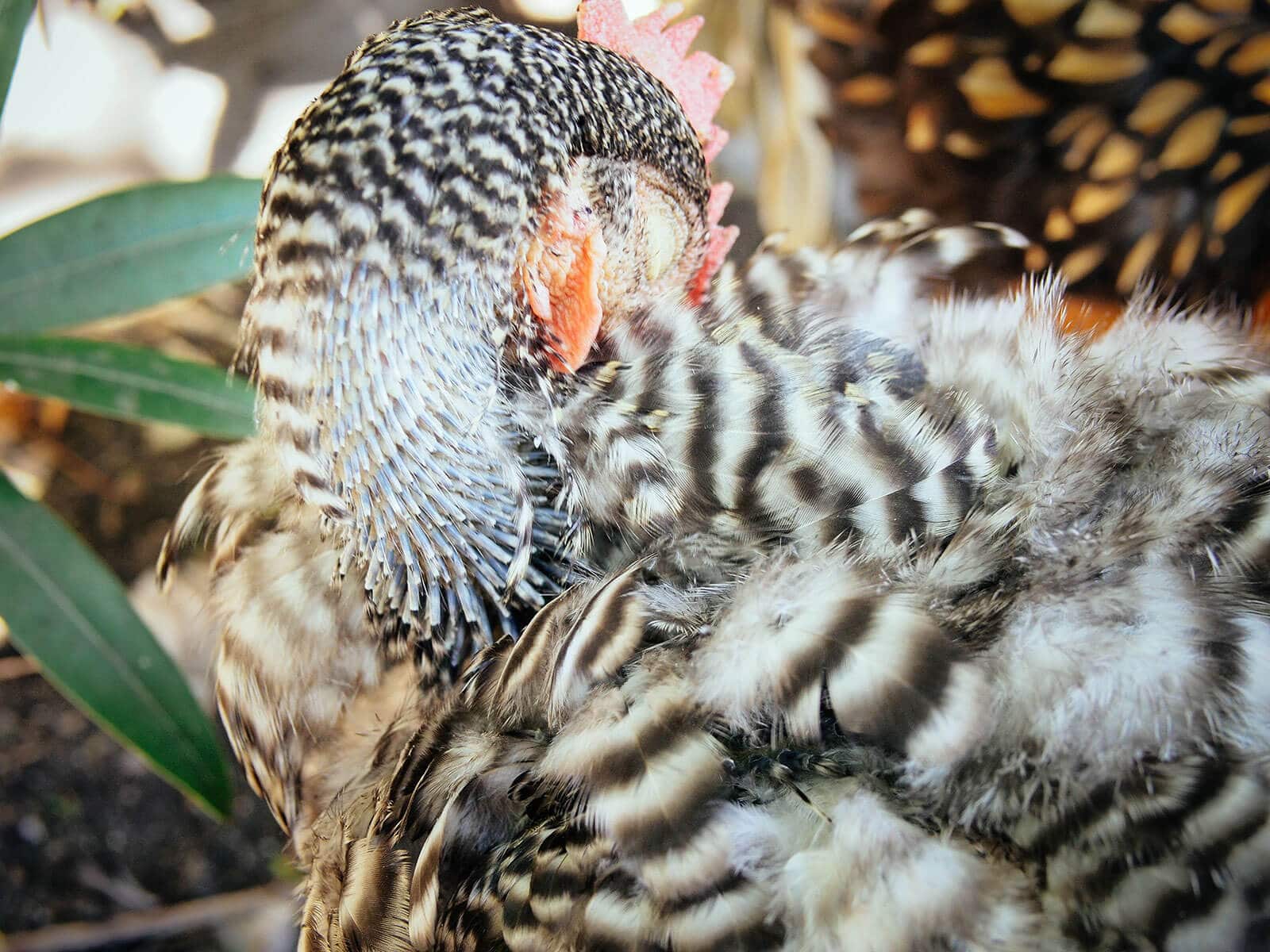 Chicken with new feathers growing out on her neck