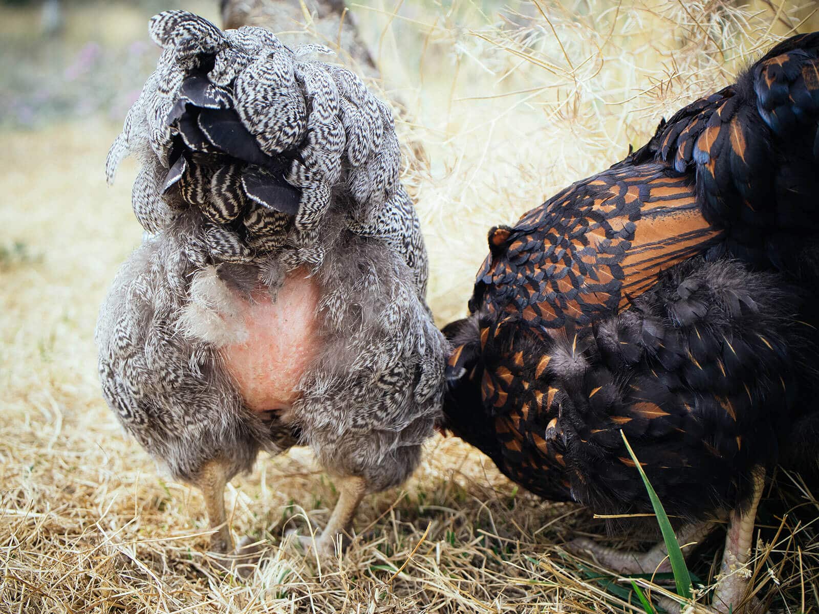 Pencil Laced Wyandotte with missing feathers on her bottom