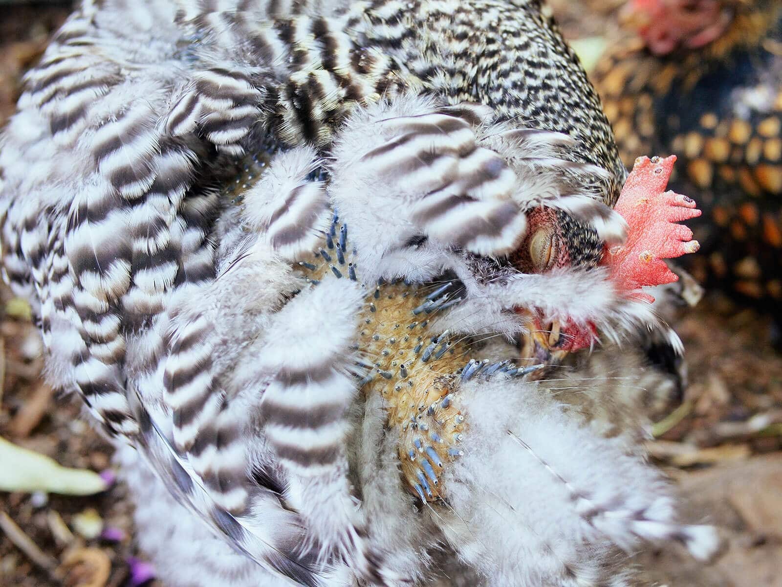 Chicken preening the new feathers on her tail