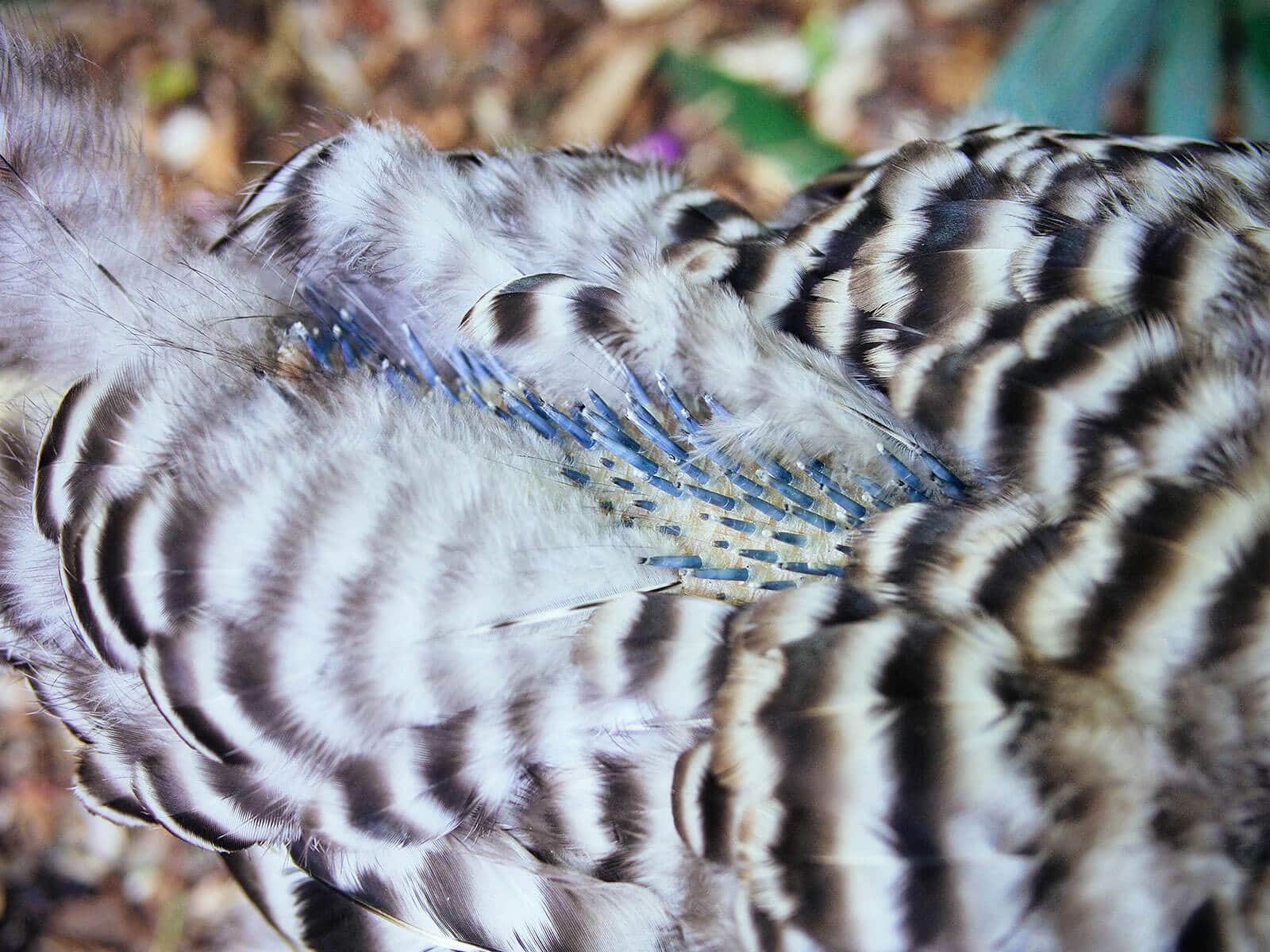New feather shafts along a chicken's back