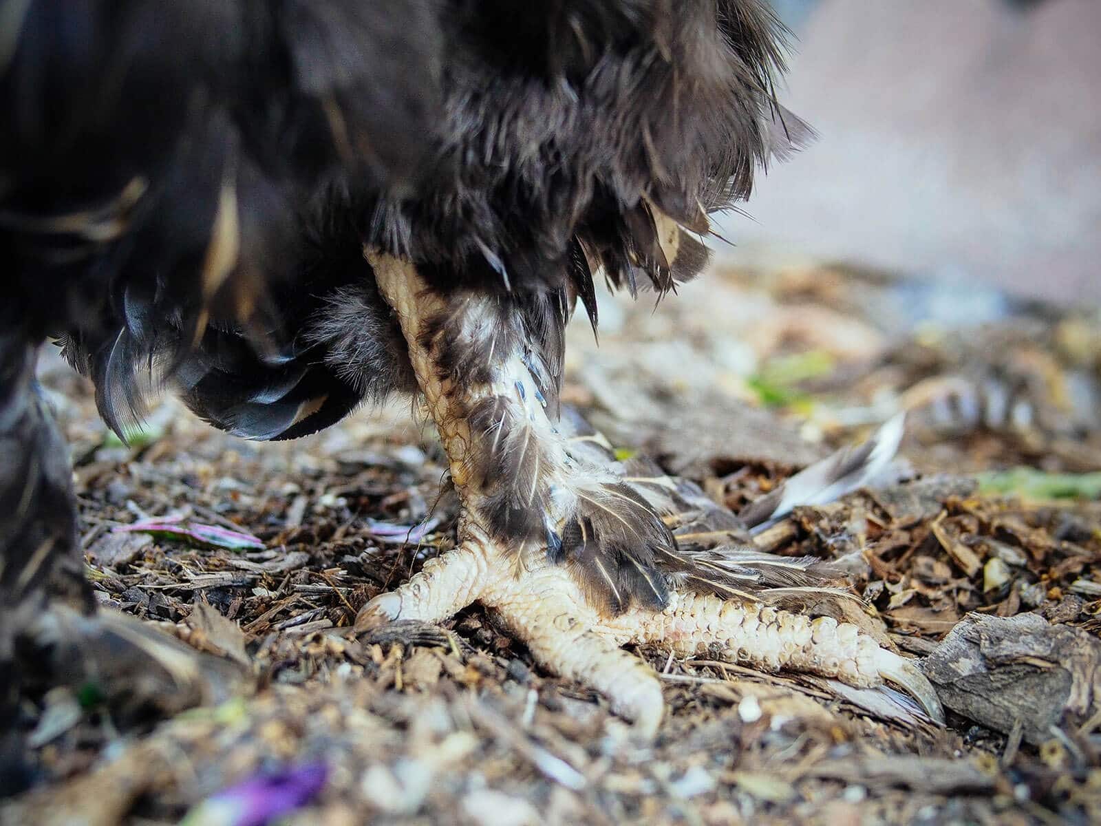 Cochin molting on her feet