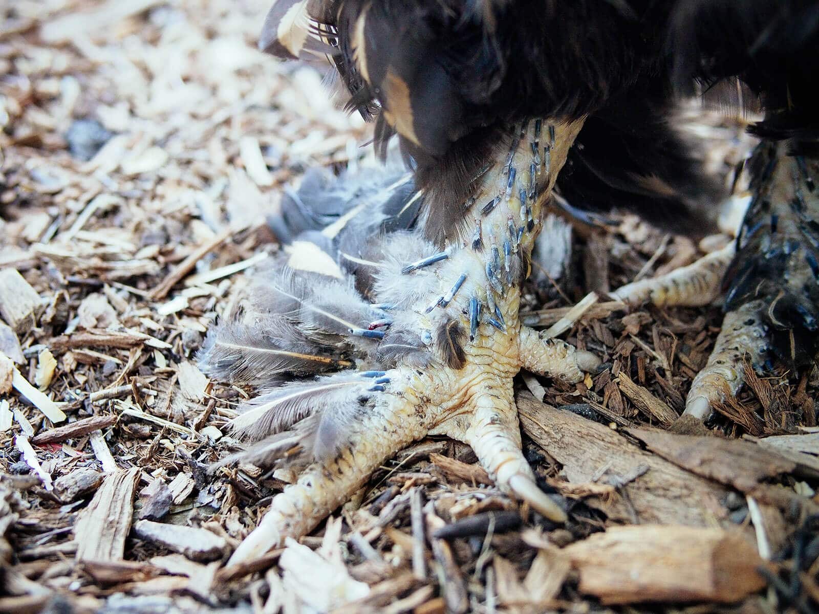 Pin feathers on a Cochin chicken's feet