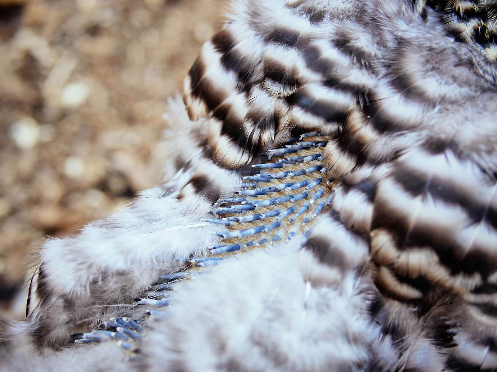 New feathers emerging on a chicken's back